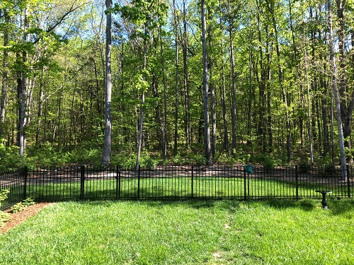 Backyard Woods - 4.27.2019.jpg